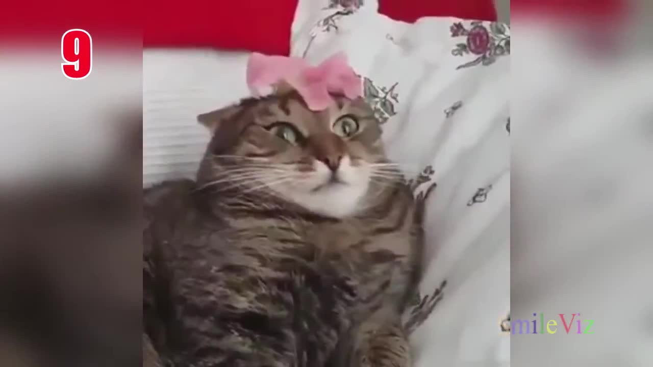 TOP 15 Best FUNNY CATS Compilation (CATS FAILS)