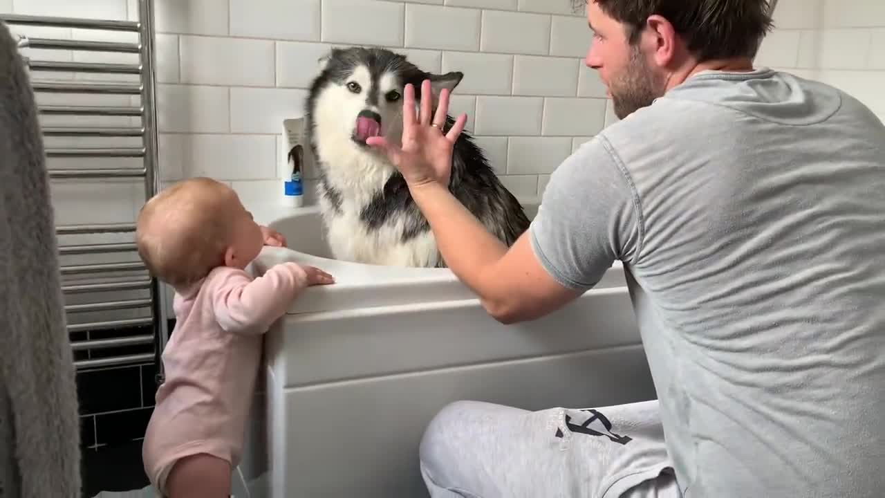 Alaskan Malamute Bath Time! Naughty Niko Rolled In Poo!-16