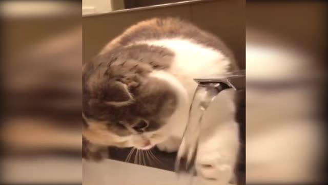 Cute and Funny Cat Videos: Cutest and Funniest