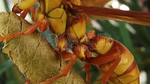 Relaxing Wasp Sound - Hassan Ali