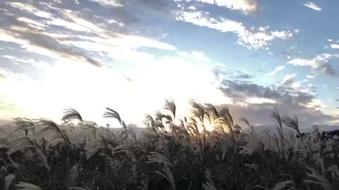 Heavenly Island, Jeju's Autumn Scenery