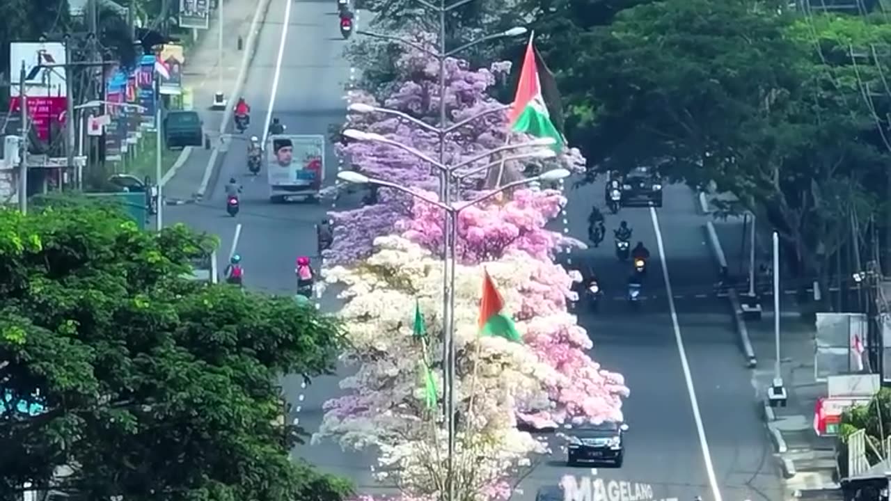 Exploring Magelang Thousand Flowers Tabebuya From Above