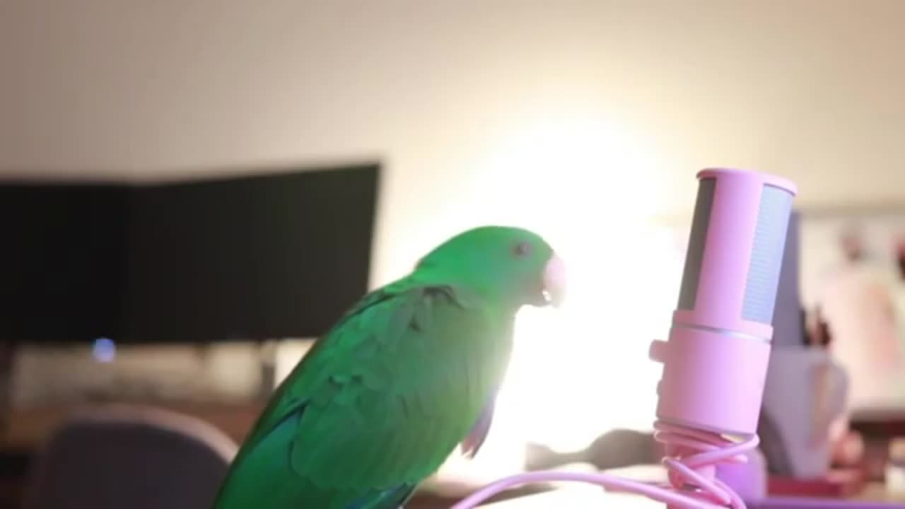 CUTE AND FUNNY BIRDS ! COMPILATION ! PETS WORLD !!!!