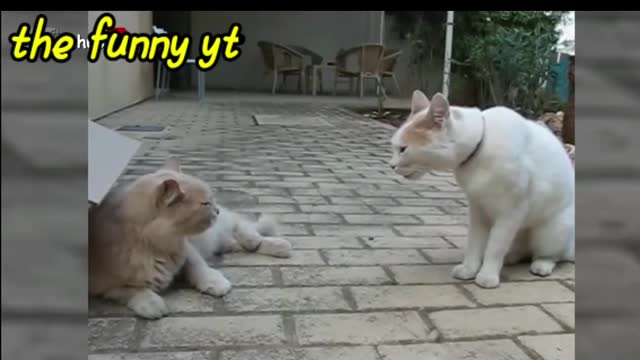 Cat funny movement video, cat video funny, cute cat and dog video