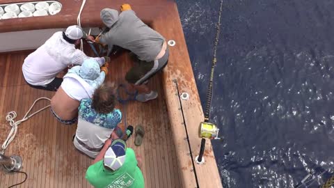 Blue Marlin Gulf of Mexico