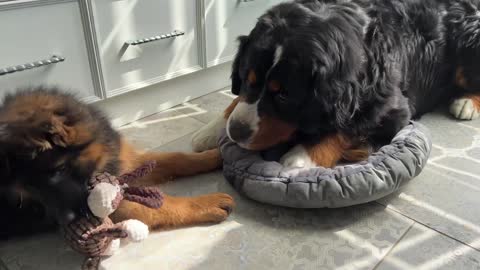 Bernese Mountain Dog Steals Bed and Toy from German Shepherd Puppy