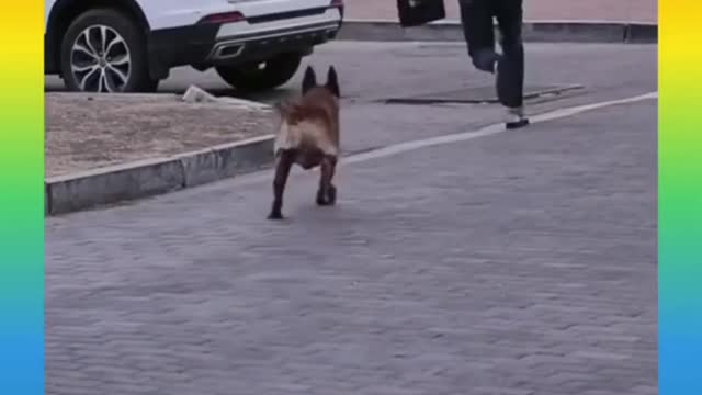 Smart Dog Save Girl from thief