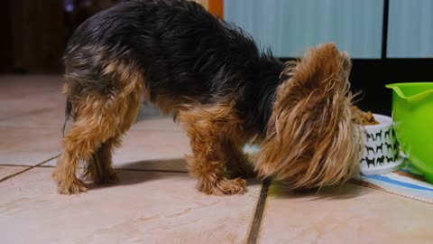 Funny dog eating