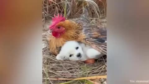 Animals funny videos