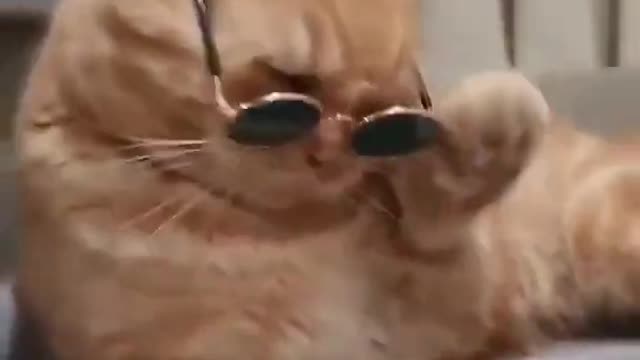 Rocking Cat