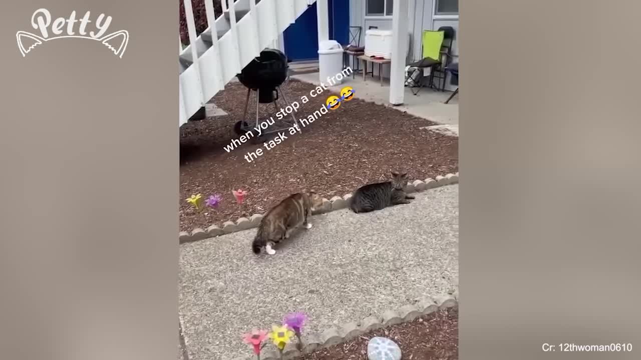 Angry Cat