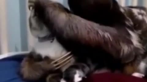 Three-Toed Sloth showing his love to Cat