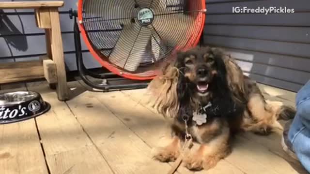 Brown long hair dog sits in fan in slow motion