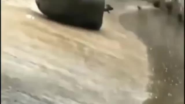 How rhino can fall like this