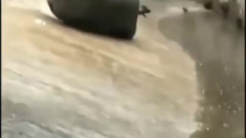 How rhino can fall like this