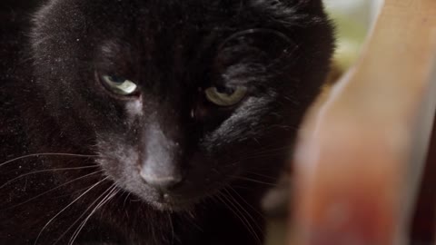 close-up-footage-of-a-black-cat