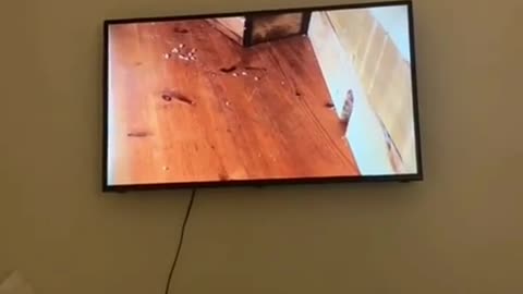 Cat is trying to catch mouse