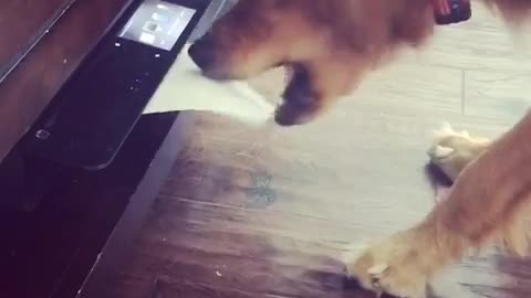 Golden dog pulls paper from printer