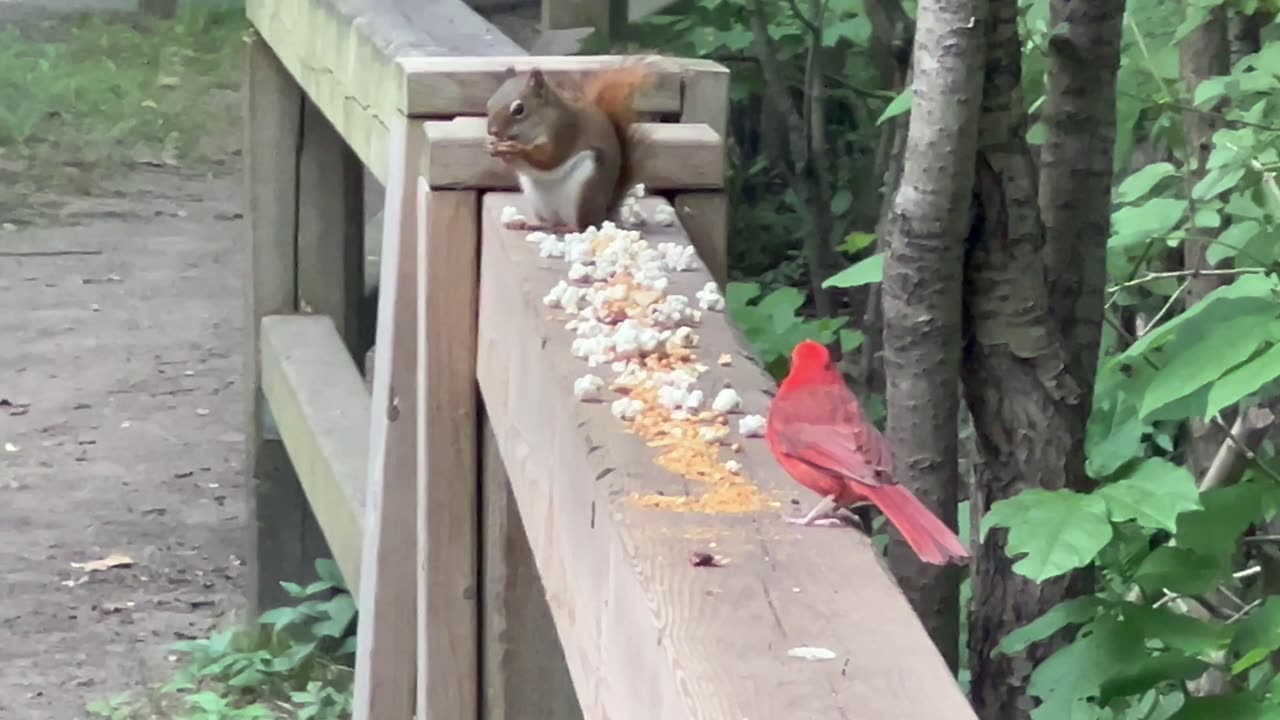 Red tailed squirrel and a male Cardinal