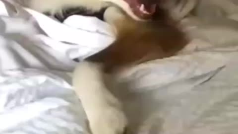 Cute funny Dogs