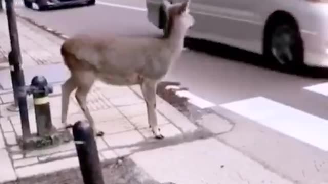 Praise the driver and care for animals
