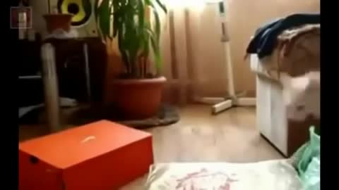 Funny cats situations