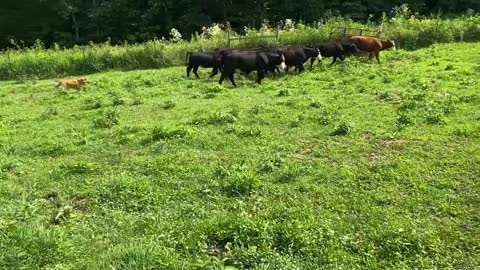 Gator A Few Min Alone With Cows 07/14/2021