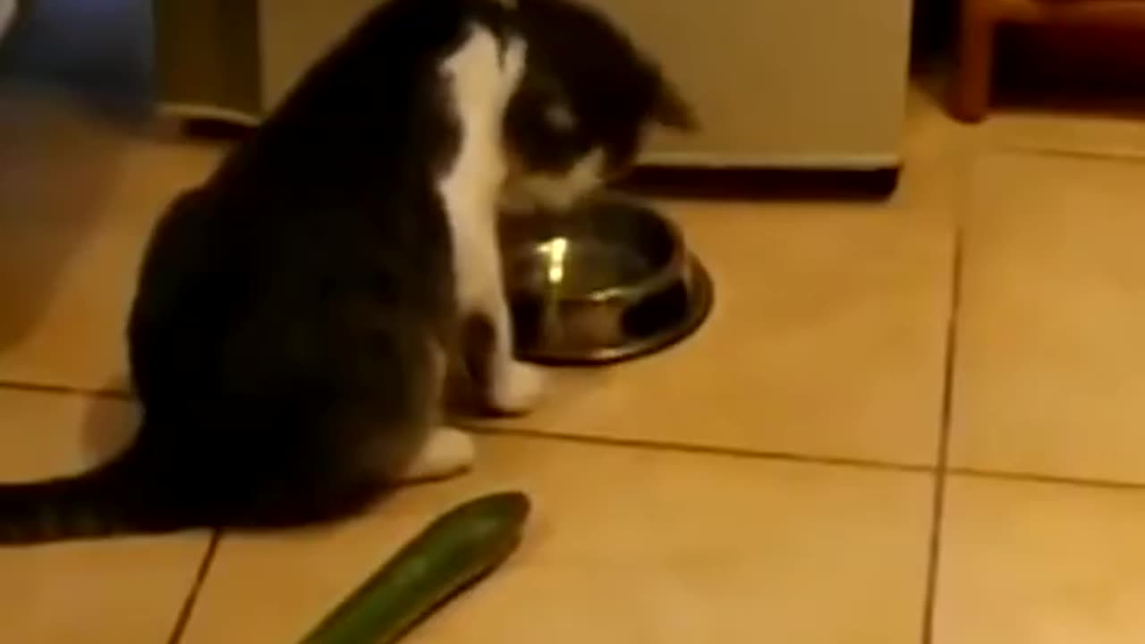 Cutest cat sacred by cucumber