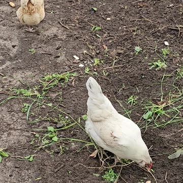 OMC! Whitey & friends enjoying a homemade pizza crust treat interrupted by angry Starling! #shorts