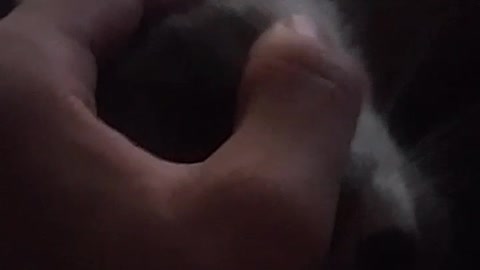 cat martin man