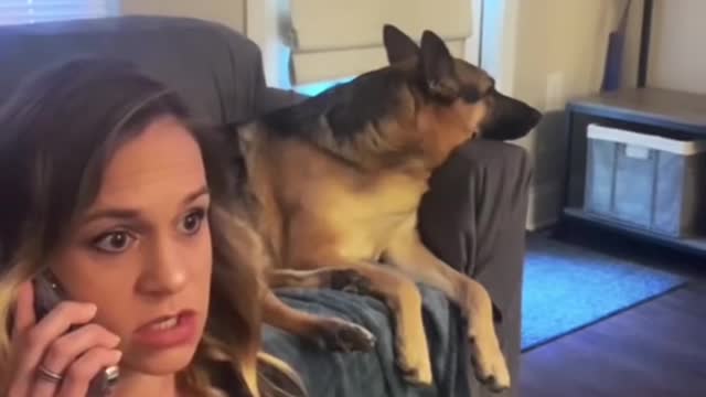 Funny Dogs compilation