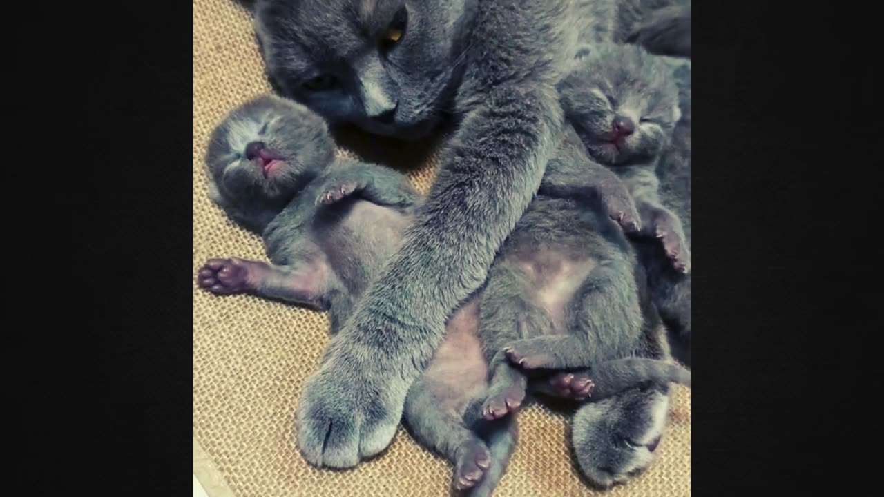 Primal Bond: The Extraordinary Connection Between kitten Mother and Child