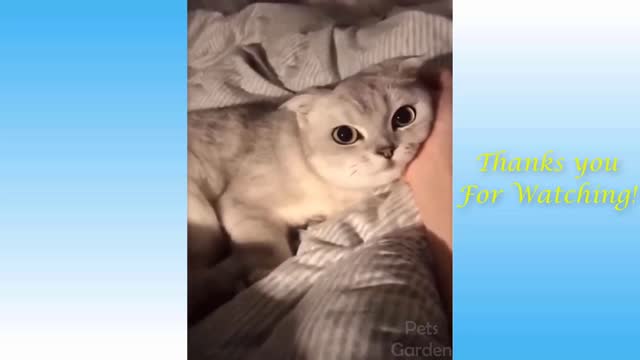 CUTE and FUNNY animals to RELAX after a HARD day