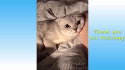 CUTE and FUNNY animals to RELAX after a HARD day