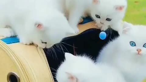 Cute kittens