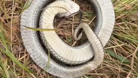 Eastern hognose snake