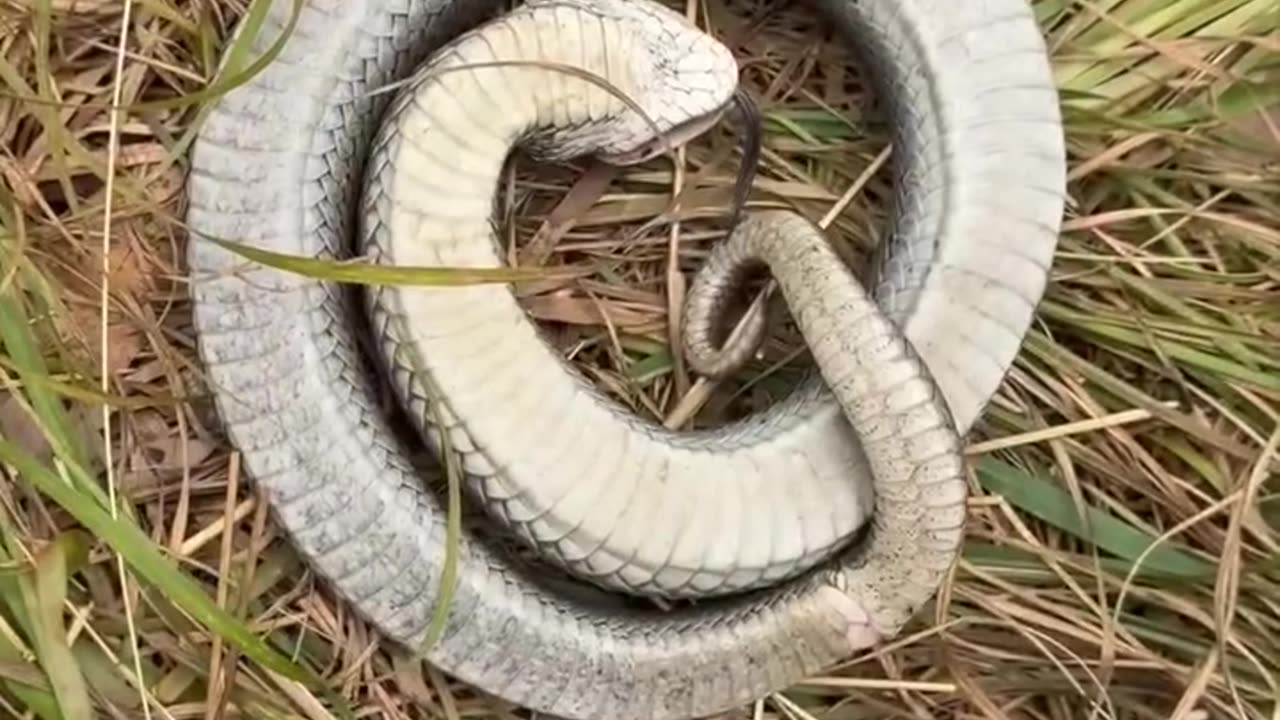 Eastern hognose snake