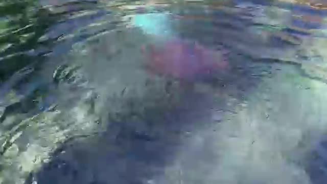 Ginnie Springs in Florida scuba diving sites freediving sites