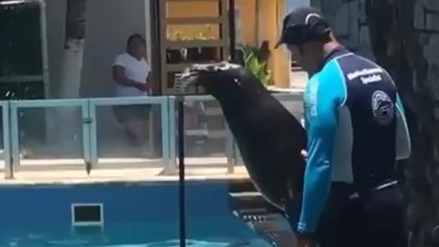 seal singing