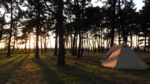 the sunset red through the pine trees 5