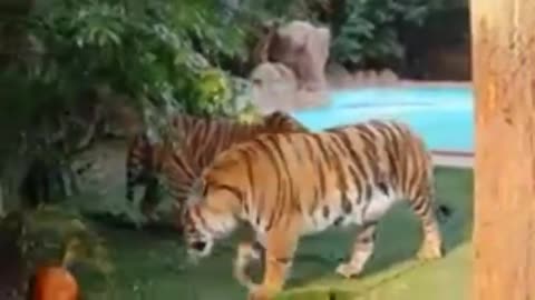 Tiger get challenging