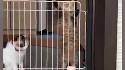 Funny cat Copilation videos 2021😆cat reaction🐶cat faild