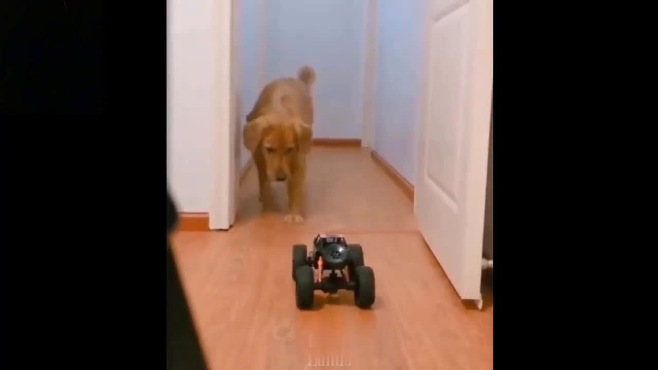 cute dog afraid of toy