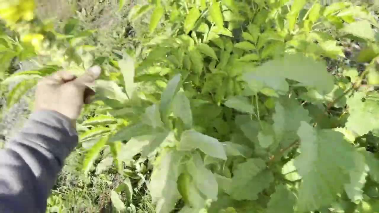 Late summer Food Forest Update!