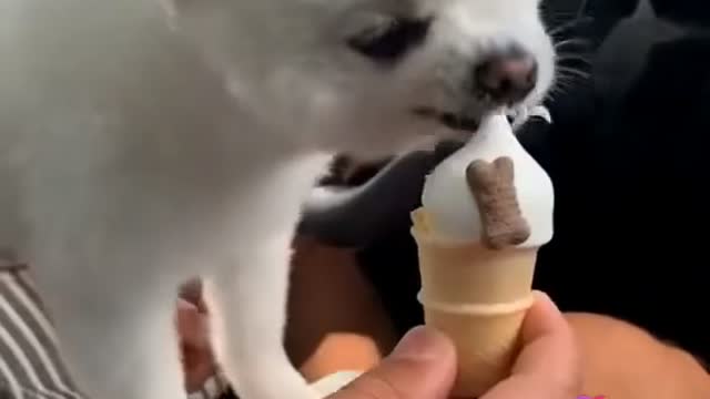 Eating the ice cream baby cat.