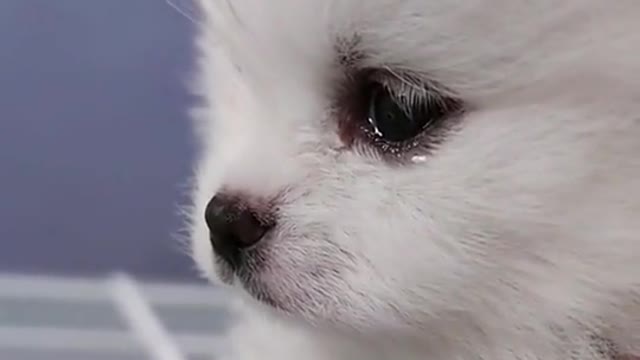 Cute puppy dog playing video