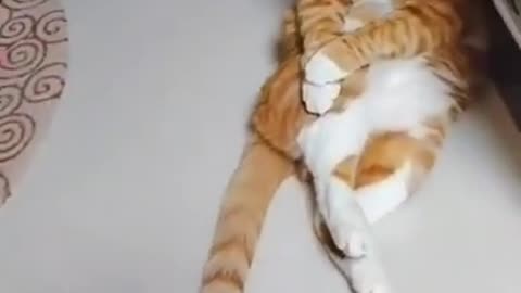 Cute Pets Funny Animals