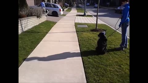 Understanding Dog Body Language