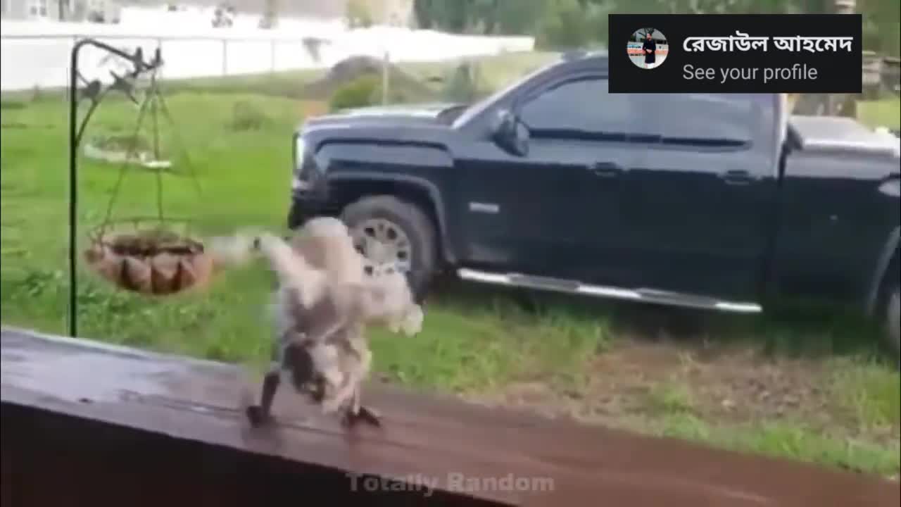 Little parrot show off hip hop dance move