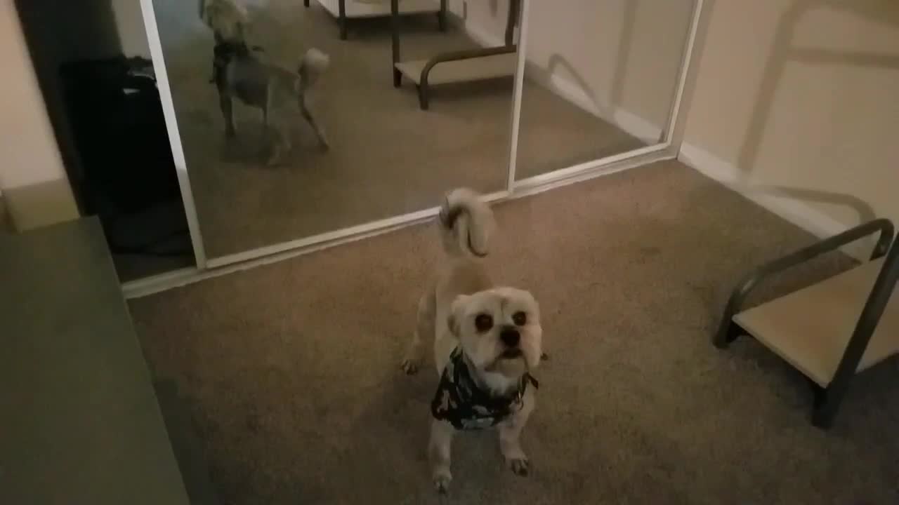 Hilarious Dog Sees Himself In The Mirror For The First Time